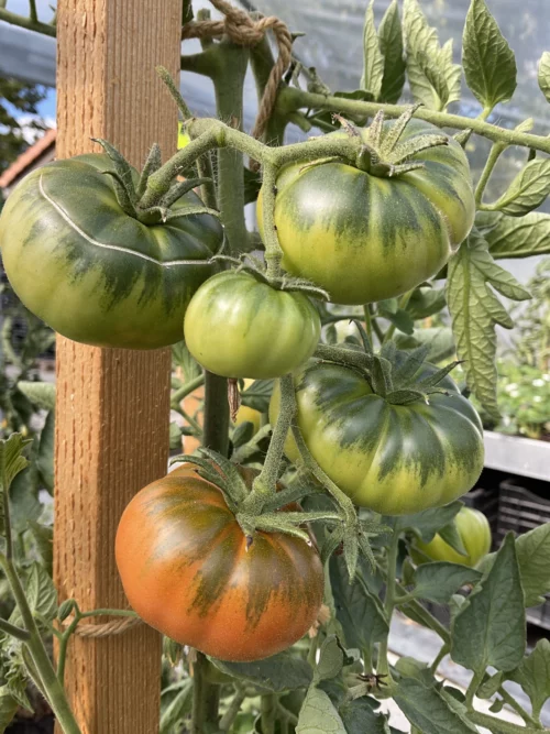 Tomate Vladivostok PSR