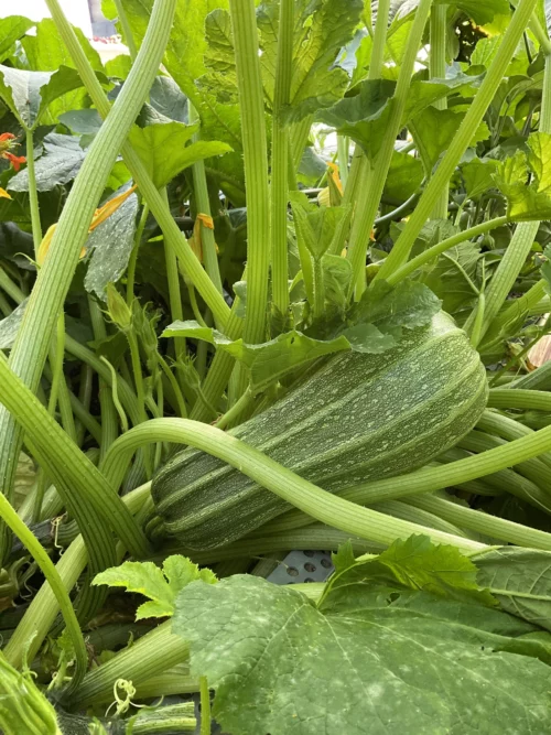 Courgette Costata Romanesco PSR