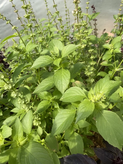 Basilic citron