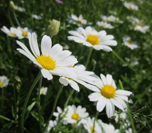 Argyranthemum blanc (Anthemis)