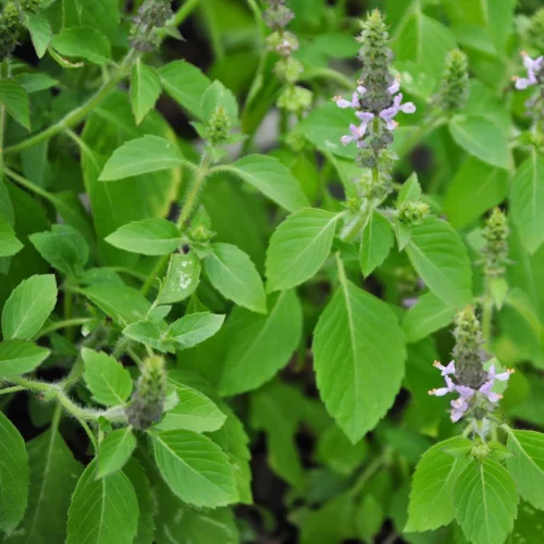 Basilic sacré, tulsi