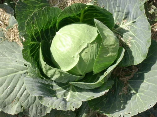 Chou blanc de Wädenswil PSR (mi-tardif)