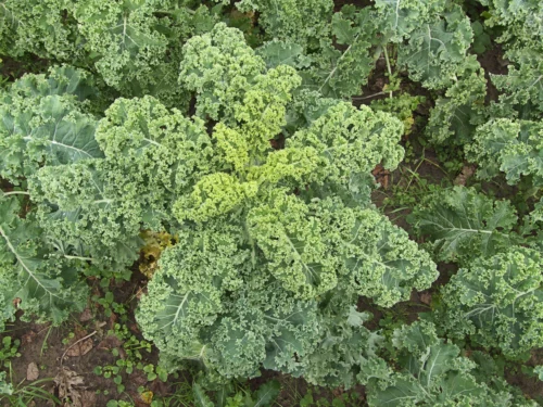 Chou kale vert PSR