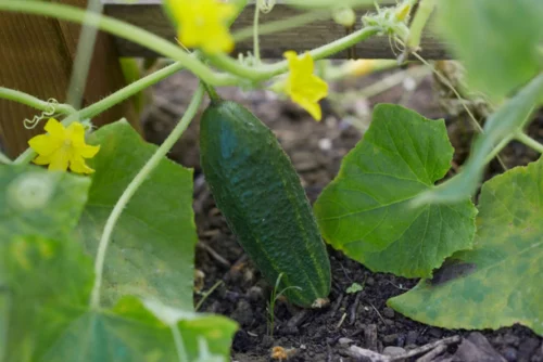 Cornichon Vorgerbirgstrauben PSR