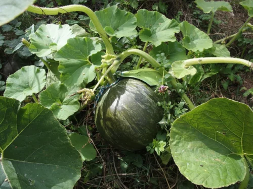 Courge Vert olive PSR