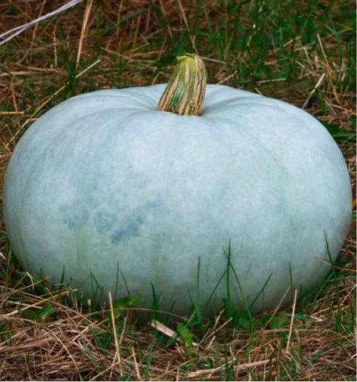 Courge Bleue de Hongrie