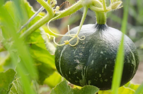 Courge Hokkaido vert