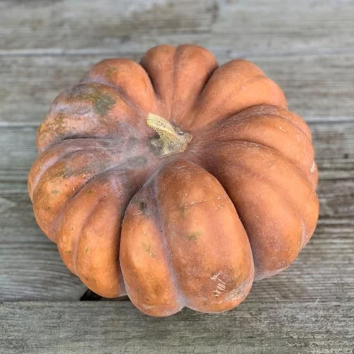 Courge Musquée de Provence