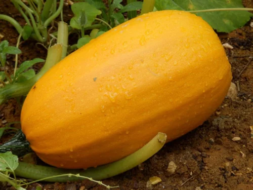 Courge Spaghetti