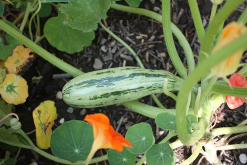 Courgette de Gênes PSR