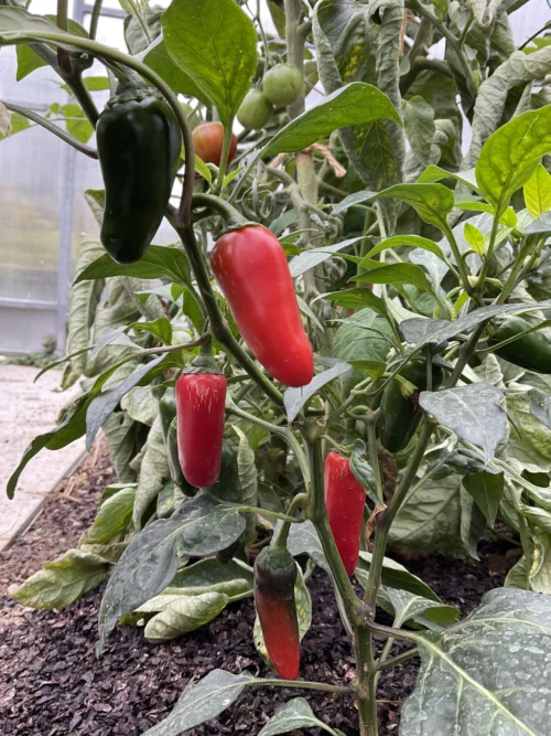 Piment Jalapeno