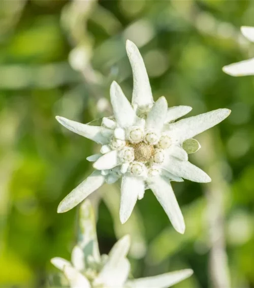 Edelweiss