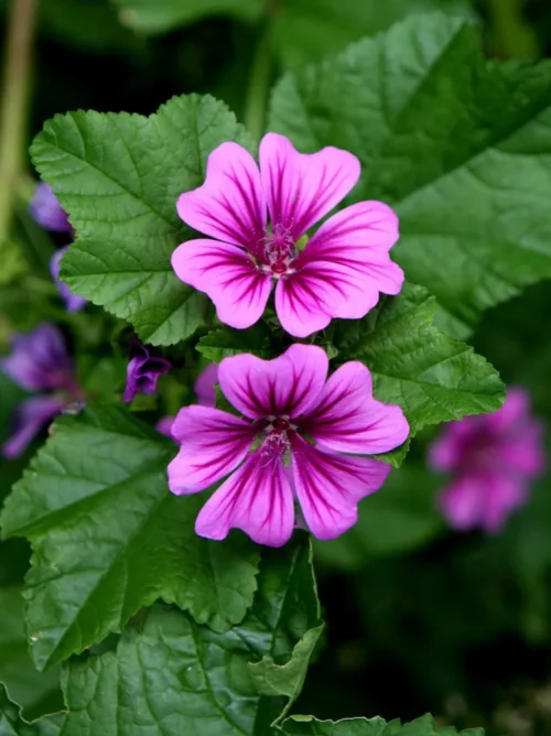 Grande mauve