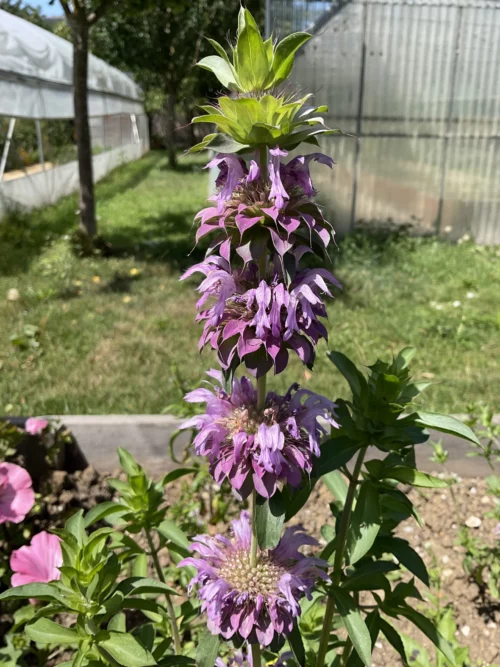 Monarde citronnée