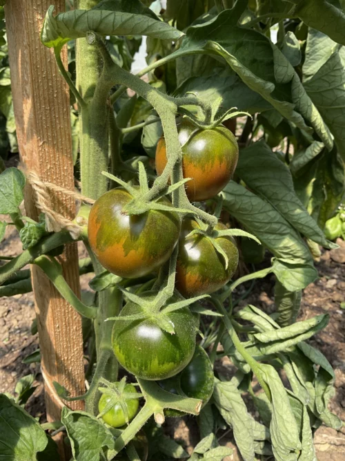 Tomate Paul Robeson