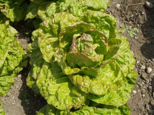 Laitue romaine de Morges