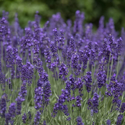 Lavande officinale