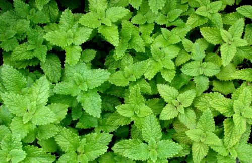 Mélisse citronnée