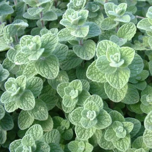 Origan zaatar