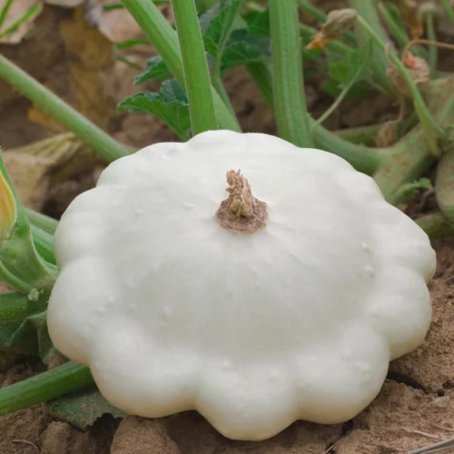 Pâtisson blanc