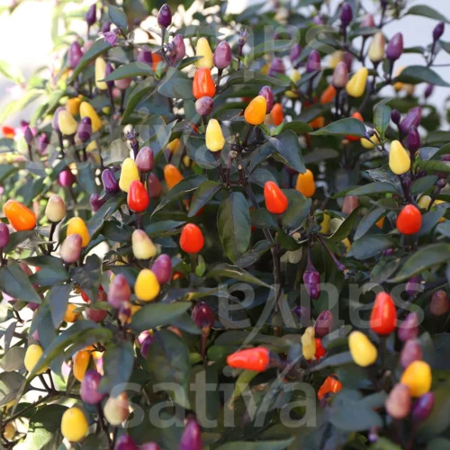 Piment Lila Luzi