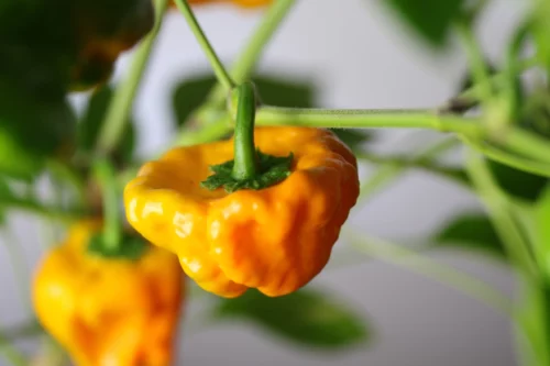 Piment Jaune de Jamaïque