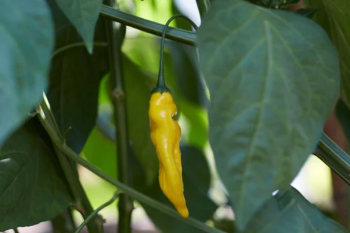 Piment Lemon drop PSR