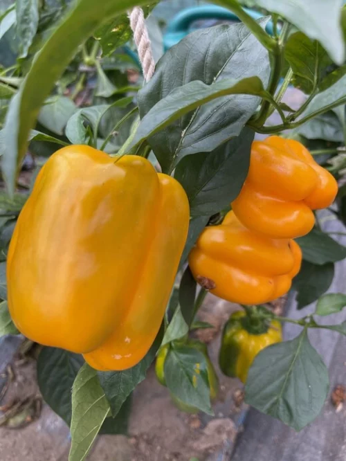 Poivron Quadrato d’Asti jaune