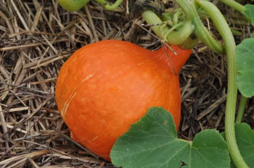 Courge type potimarron
