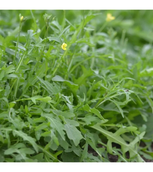 Roquette vivace