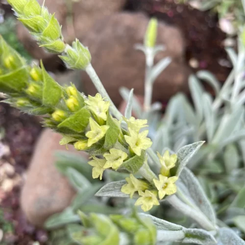 Sideritis, Thé du berger