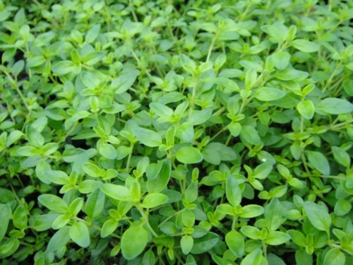 Thym citron