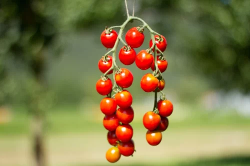 Tomate Miel du Mexique