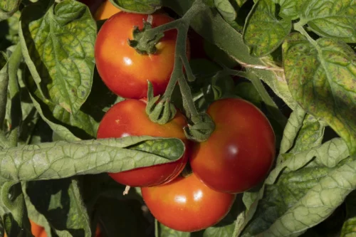 Tomate Précoce de Sibérie