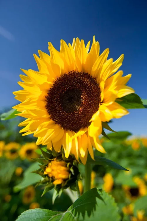 Tournesol ramifié