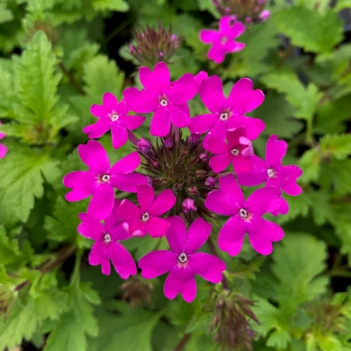 Verveine du Canada