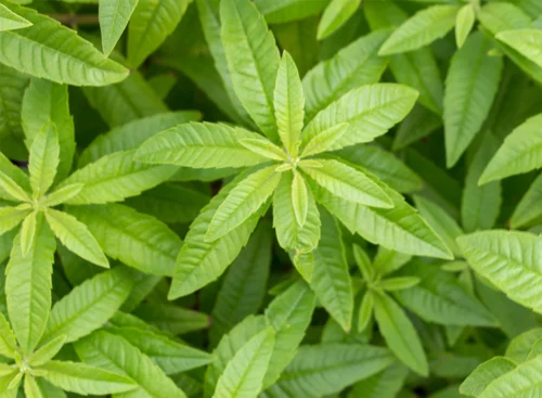 Verveine citronnée