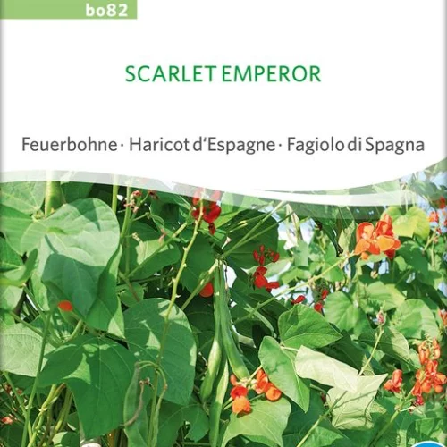*Haricot d'Espagne Scarlet Emperor