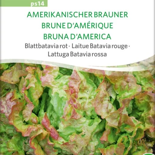 *Salade batavia Brune d'Amérique