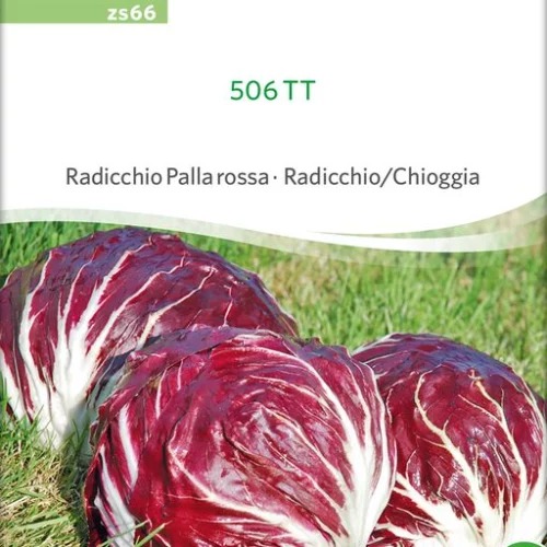 *Salade radicchio 506 TT