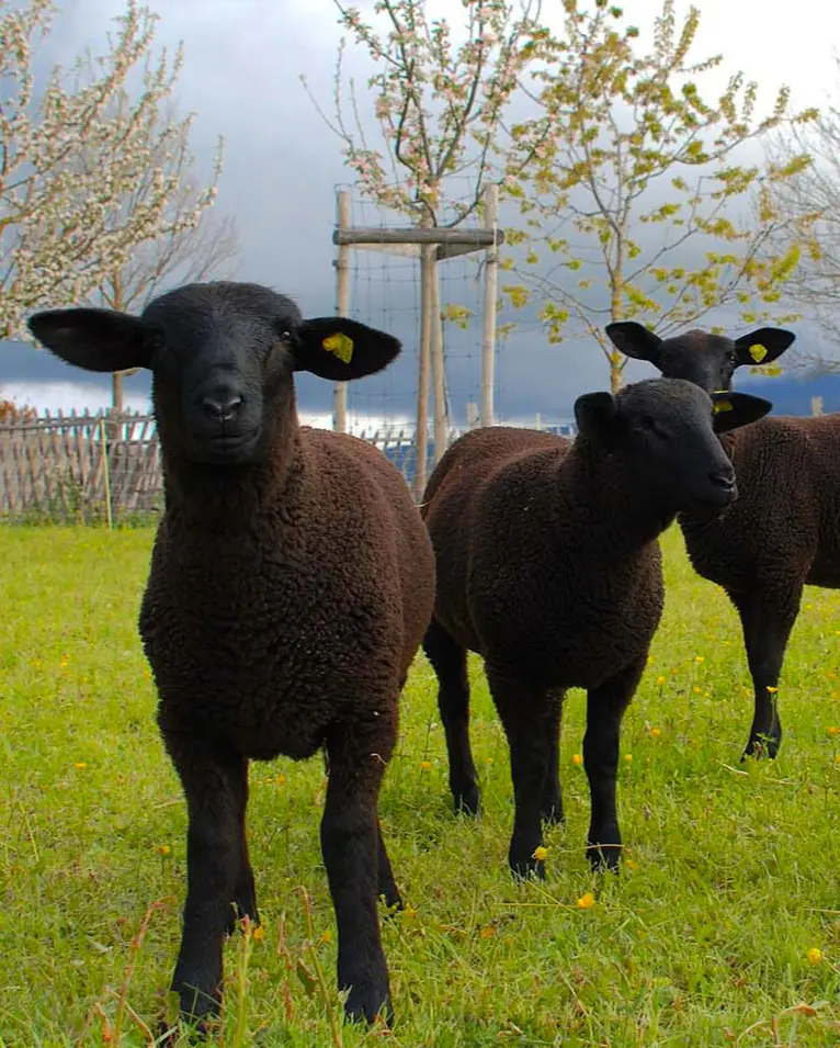 moutons-noirs-2