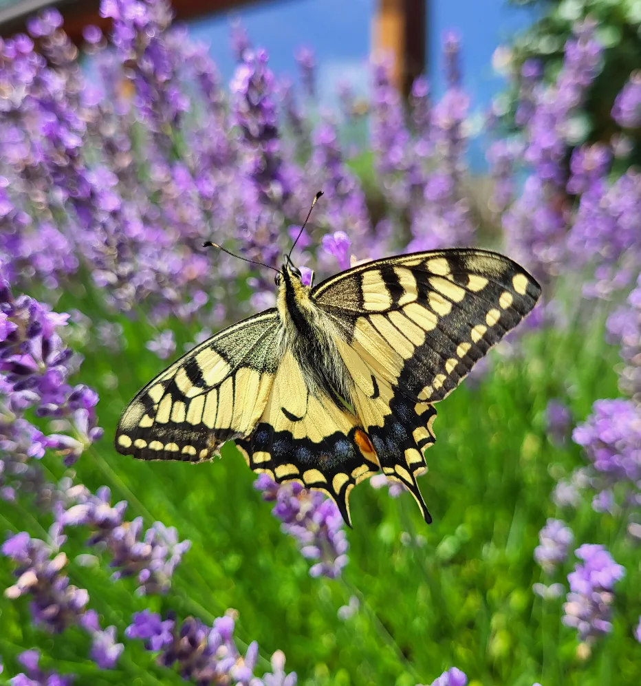 papillon