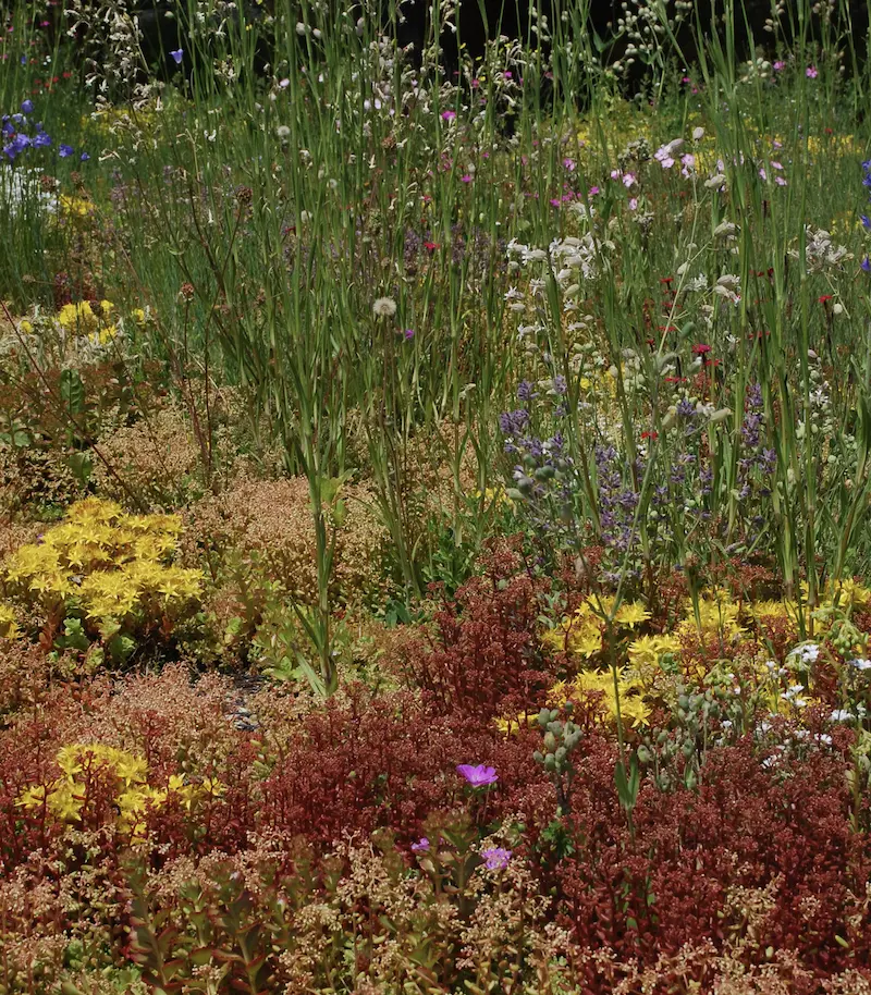 plantes-sauvages