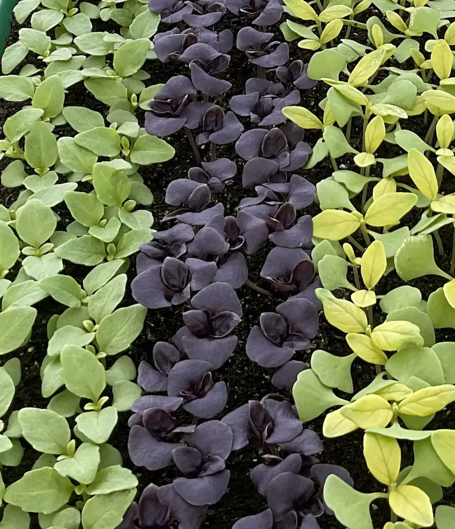 plantons-gros-plan-2
