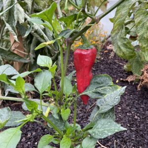 Poivron Rosso