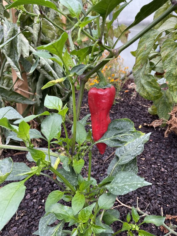 Poivron Rosso