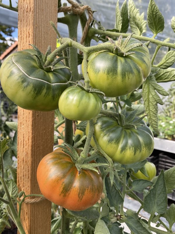 Tomate Vladivostok PSR