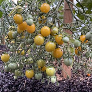 Tomate Cerise jaune PSR