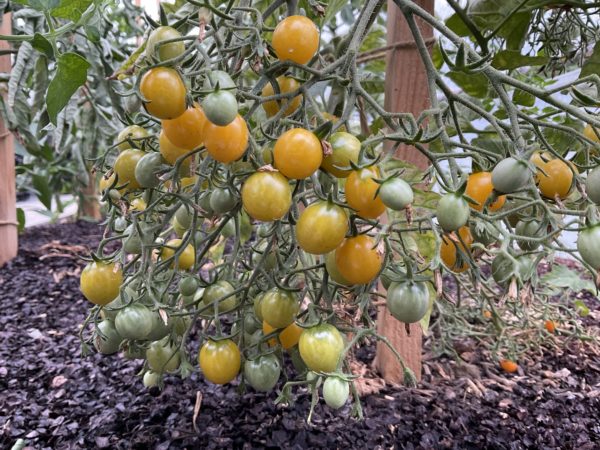 Tomate Cerise jaune PSR