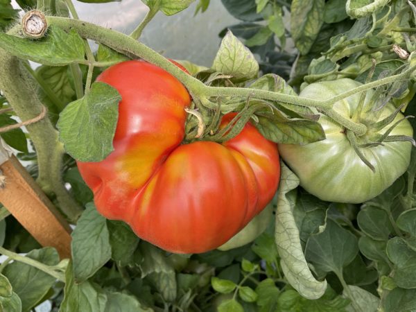 Tomate Babushka